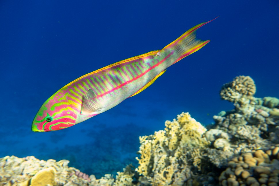 Sharm El Sheikh 2018-05