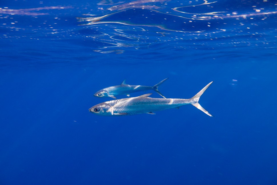 Sharm El Sheikh 2018-09