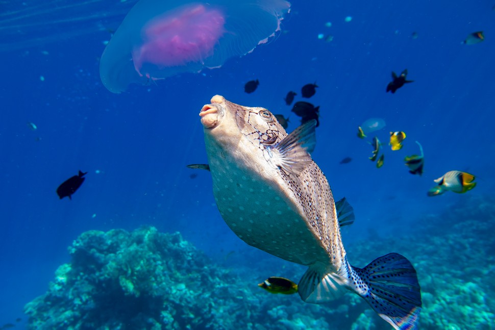 Sharm El Sheikh 2019-05