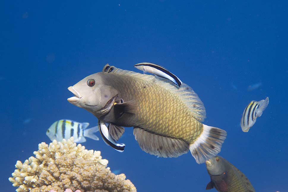 Sharm El Sheikh 2024-05